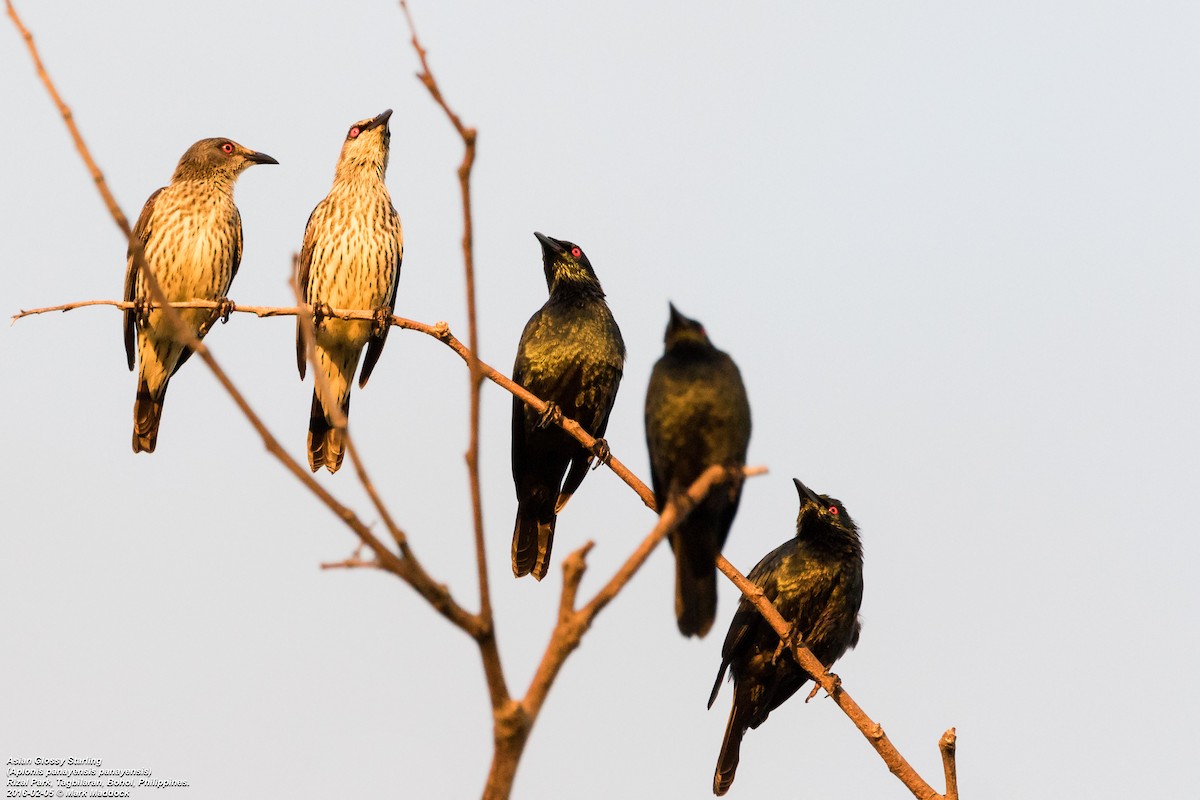 Asian Glossy Starling - ML271663981