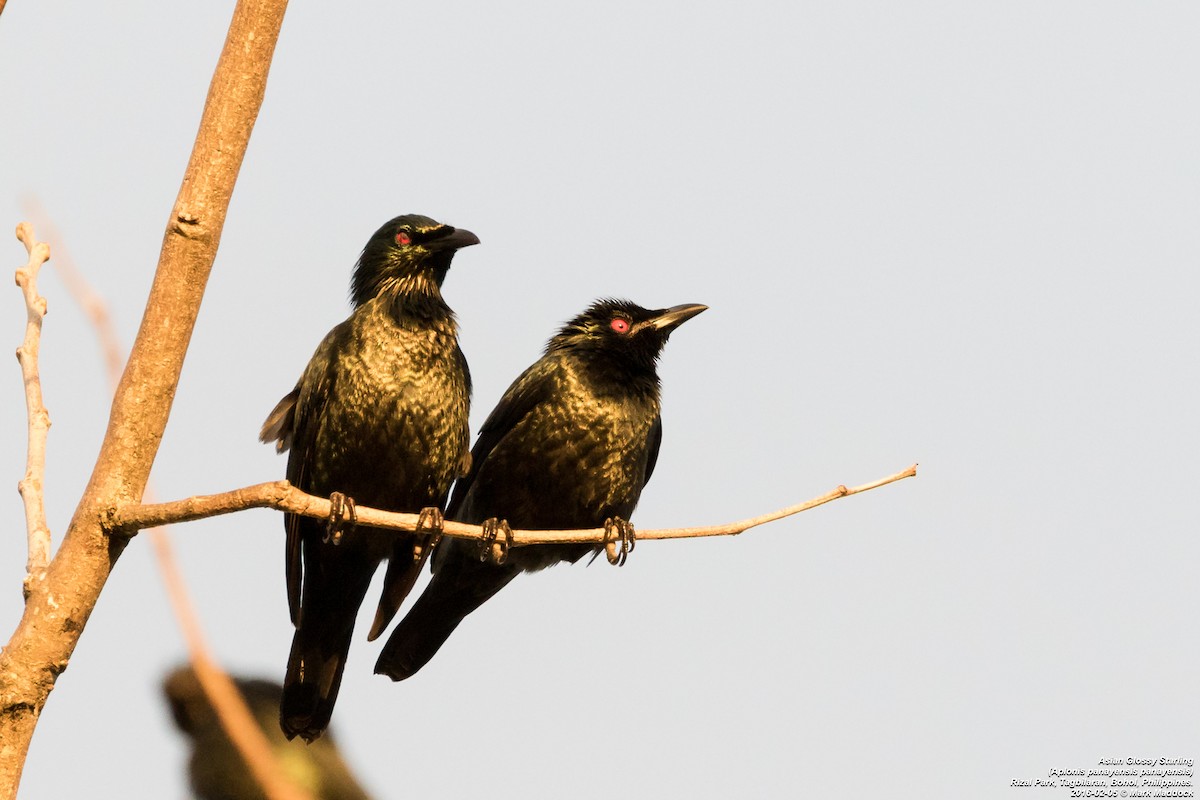 Asian Glossy Starling - ML271663991