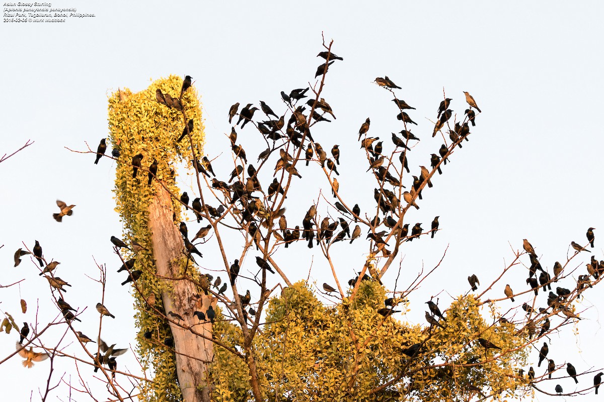 Asian Glossy Starling - ML271664011