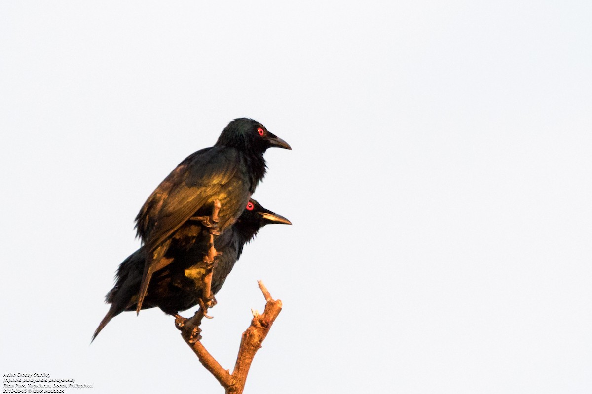Asian Glossy Starling - ML271664021