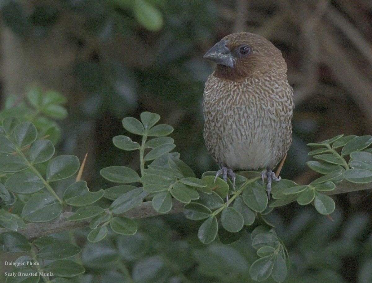 Scaly-breasted Munia - Roger Kelsey