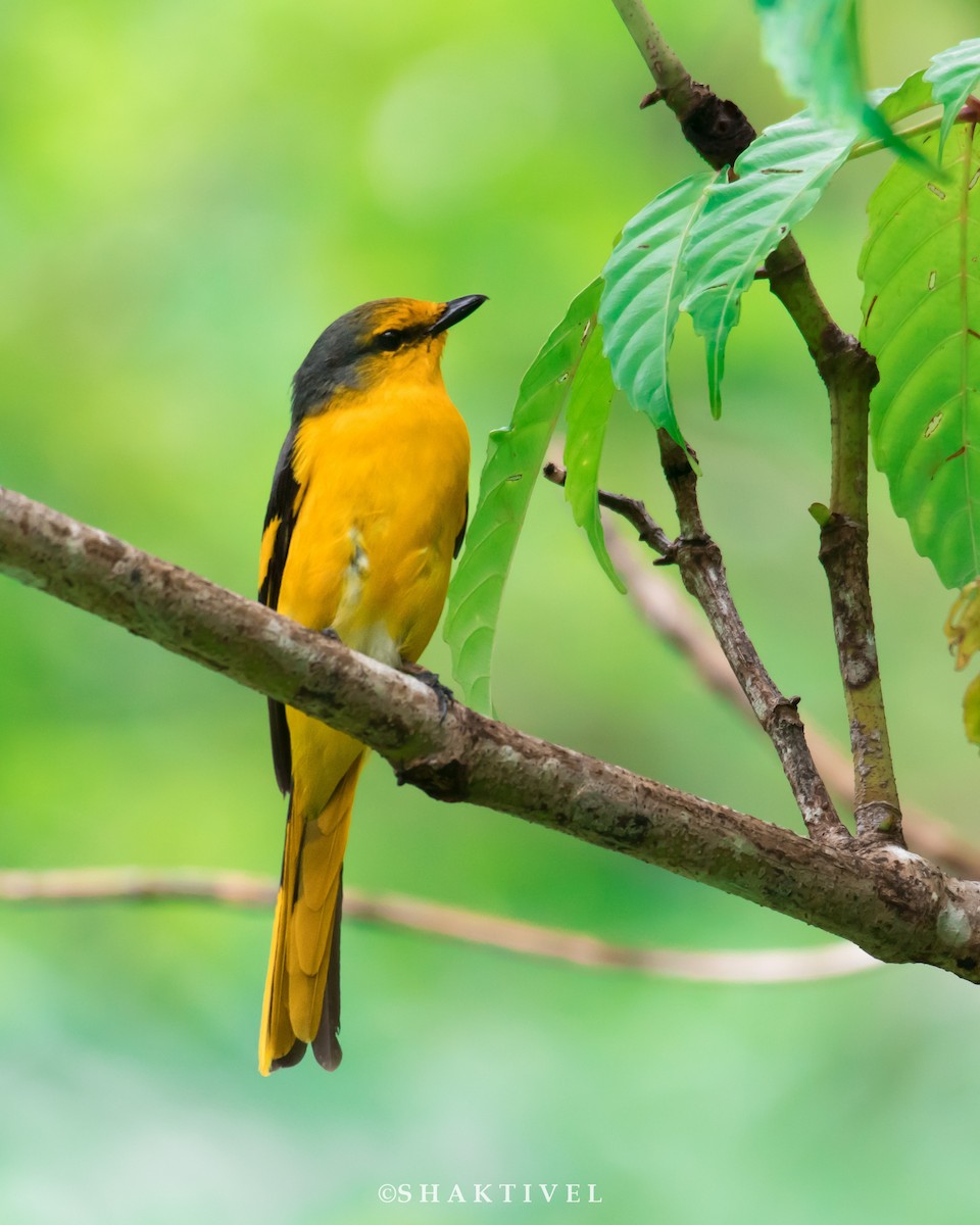 Scarlet Minivet - Shakti - Tribesmen.in