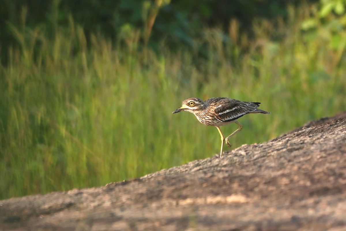 Indian Thick-knee - Novelkumar M S