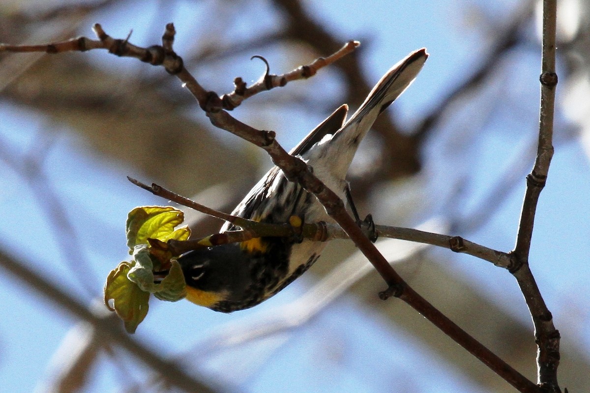 Yellow-rumped Warbler - ML27166641