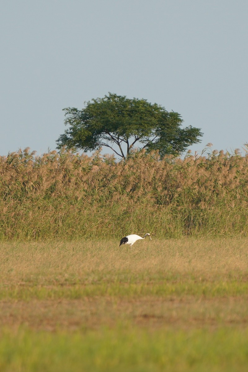 Red-crowned Crane - ML271667281