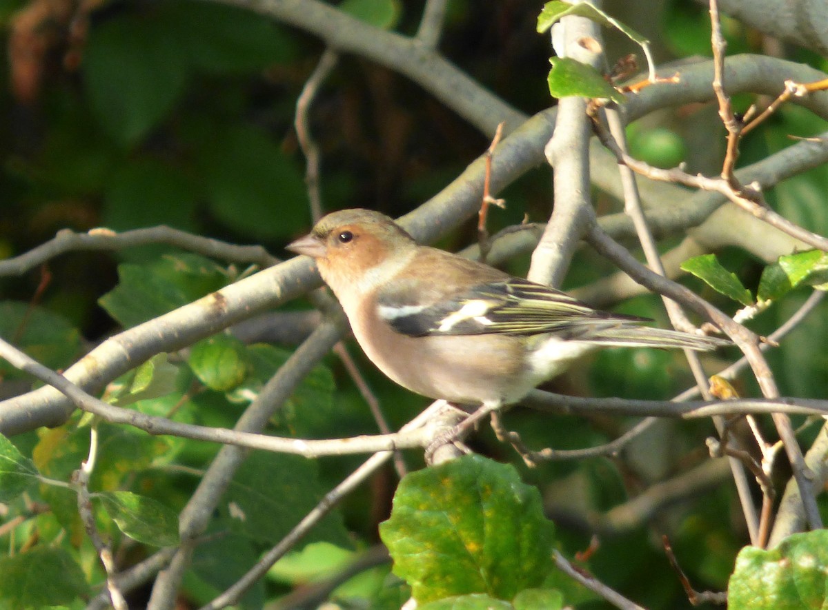 Common Chaffinch - JuanMa  Jiménez