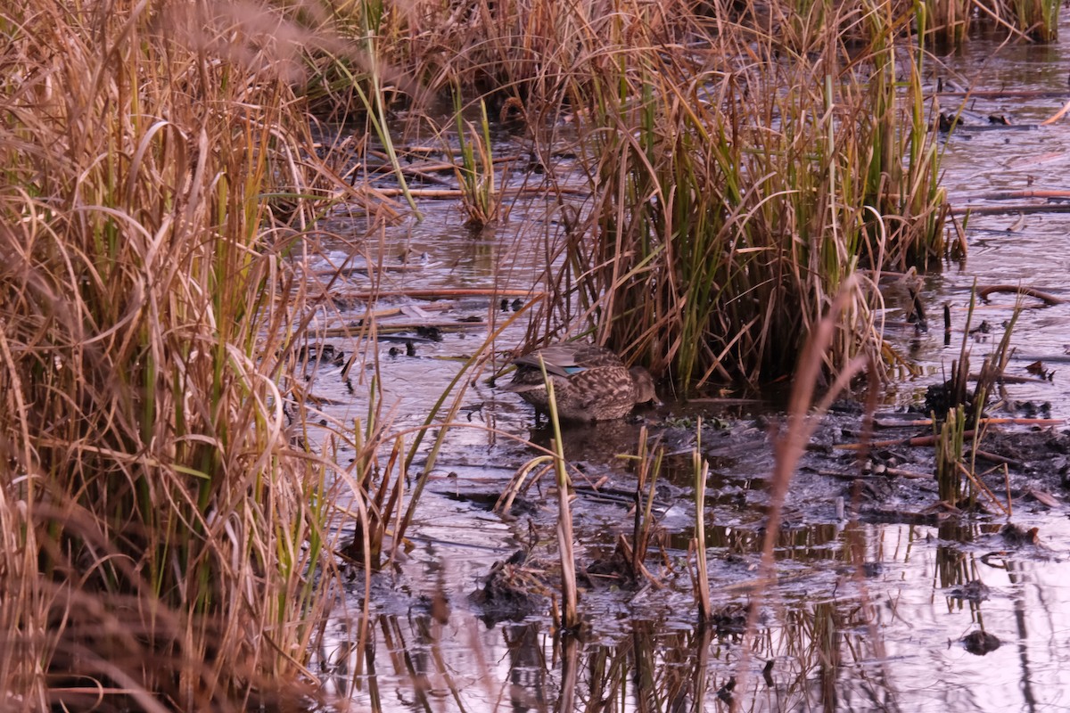 Green-winged Teal - ML271670311