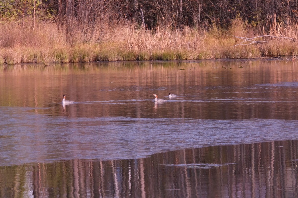 Common Merganser - ML271670811