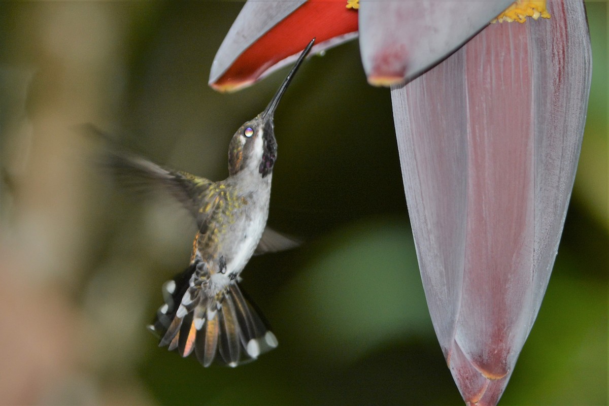 Long-billed Starthroat - ML27167241