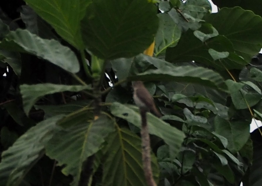 Negros Jungle Flycatcher - ML271672791