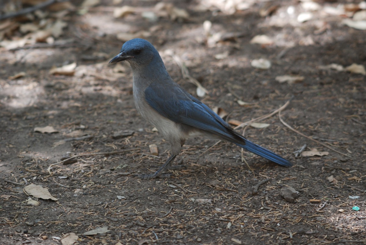 Mexican Jay (Arizona) - ML271673321