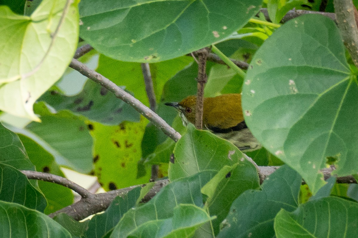 Yellow-vented Flowerpecker - ML271673791