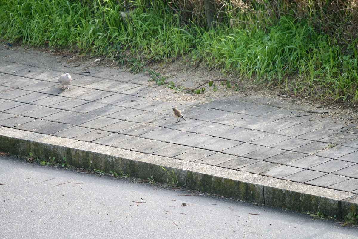 Northern Wheatear - ML271674271