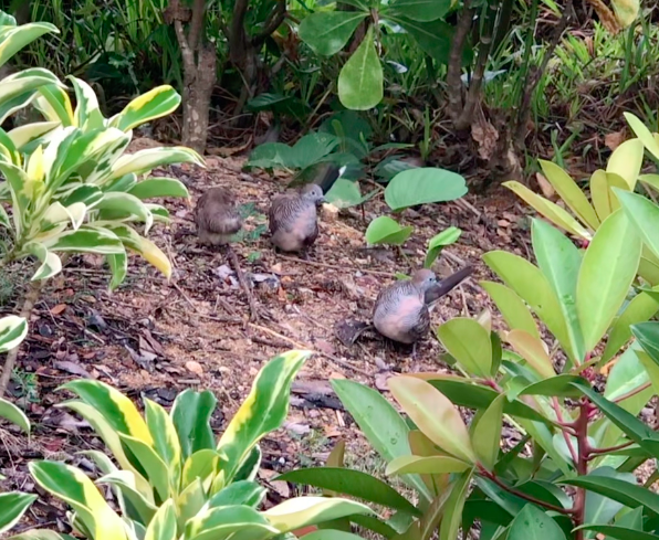 Zebra Dove - ML271675061