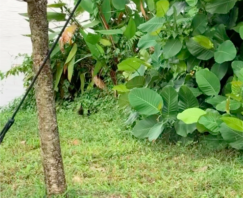 White-breasted Waterhen - ML271675191