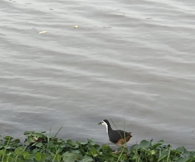 White-breasted Waterhen - ML271675431