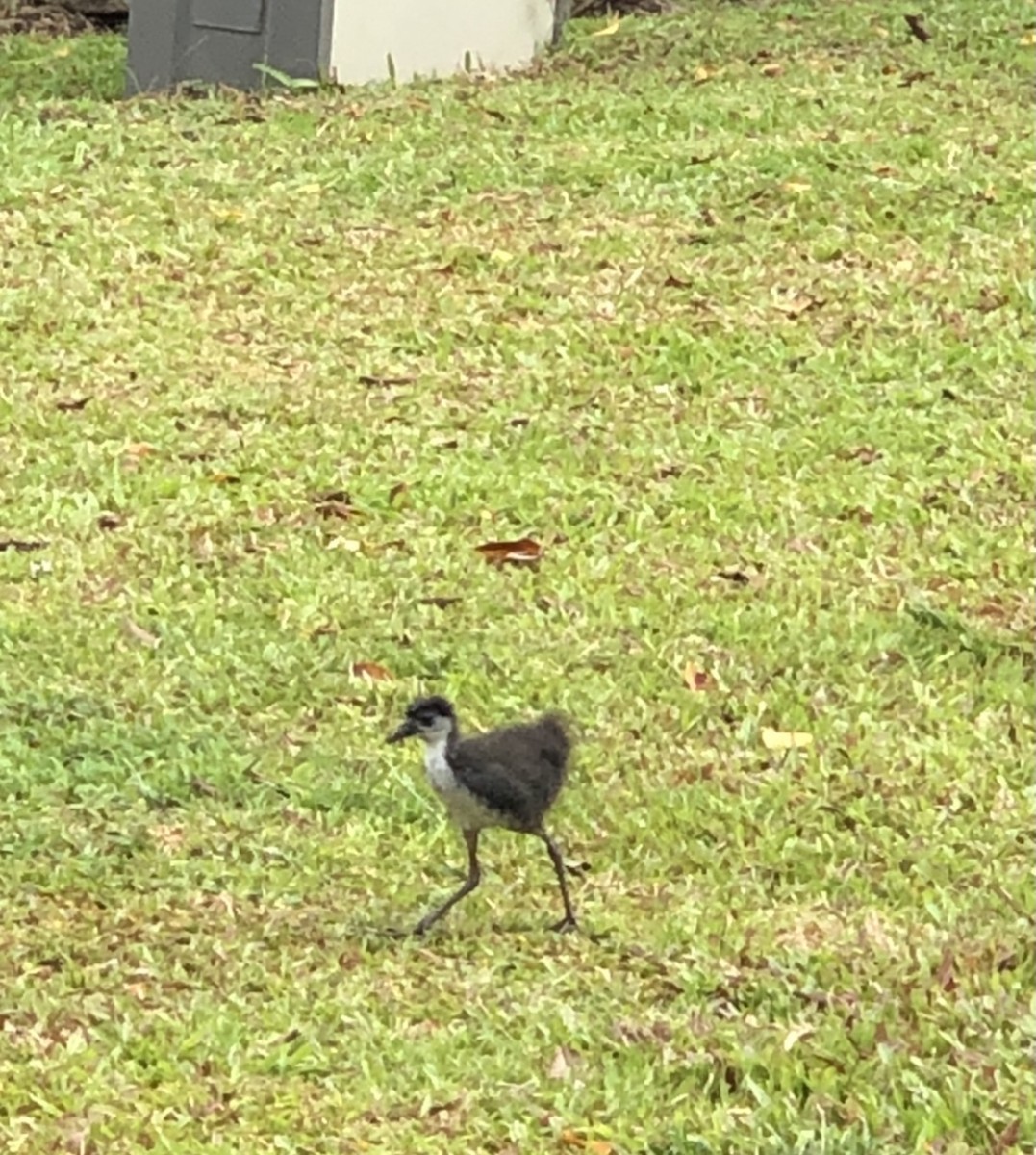 White-breasted Waterhen - ML271675541