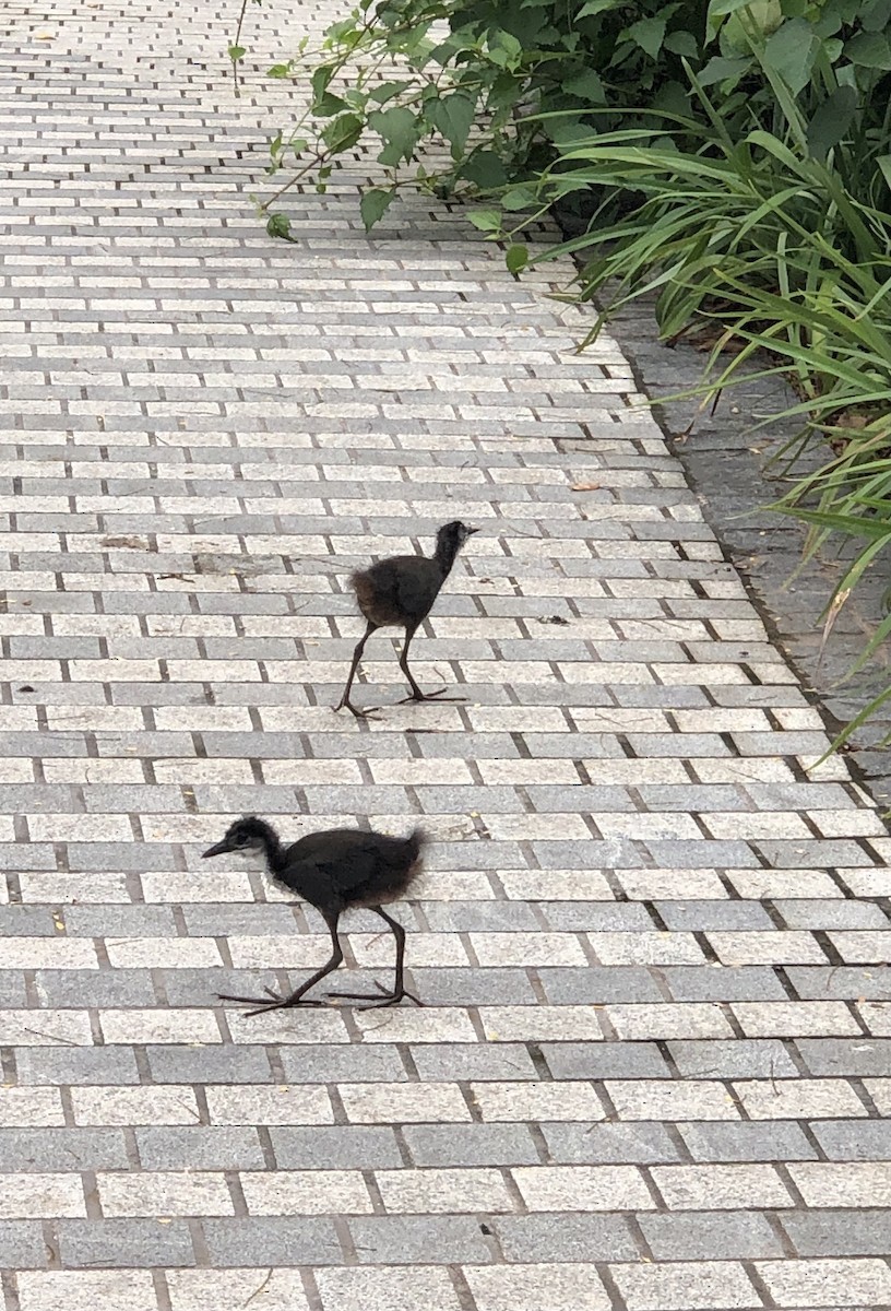 White-breasted Waterhen - ML271675561