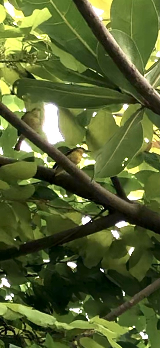 Common Iora - ML271675971