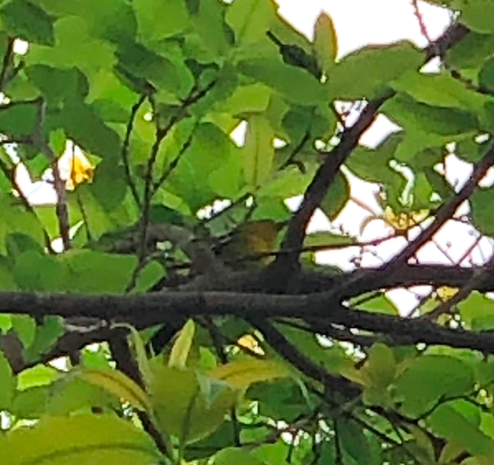 Common Iora - ML271676131