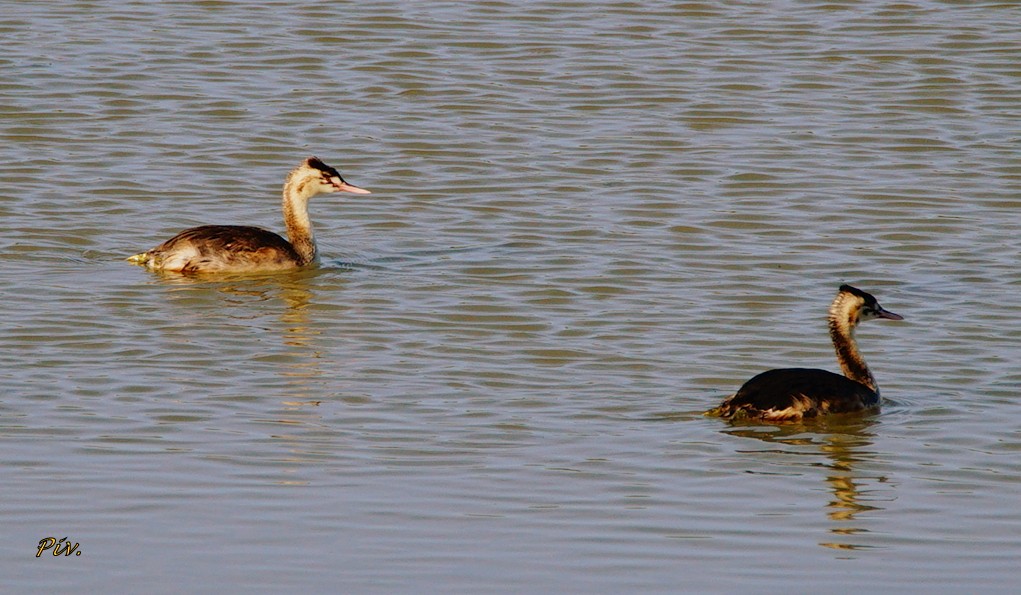 Great Crested Grebe - Ivan Provoost