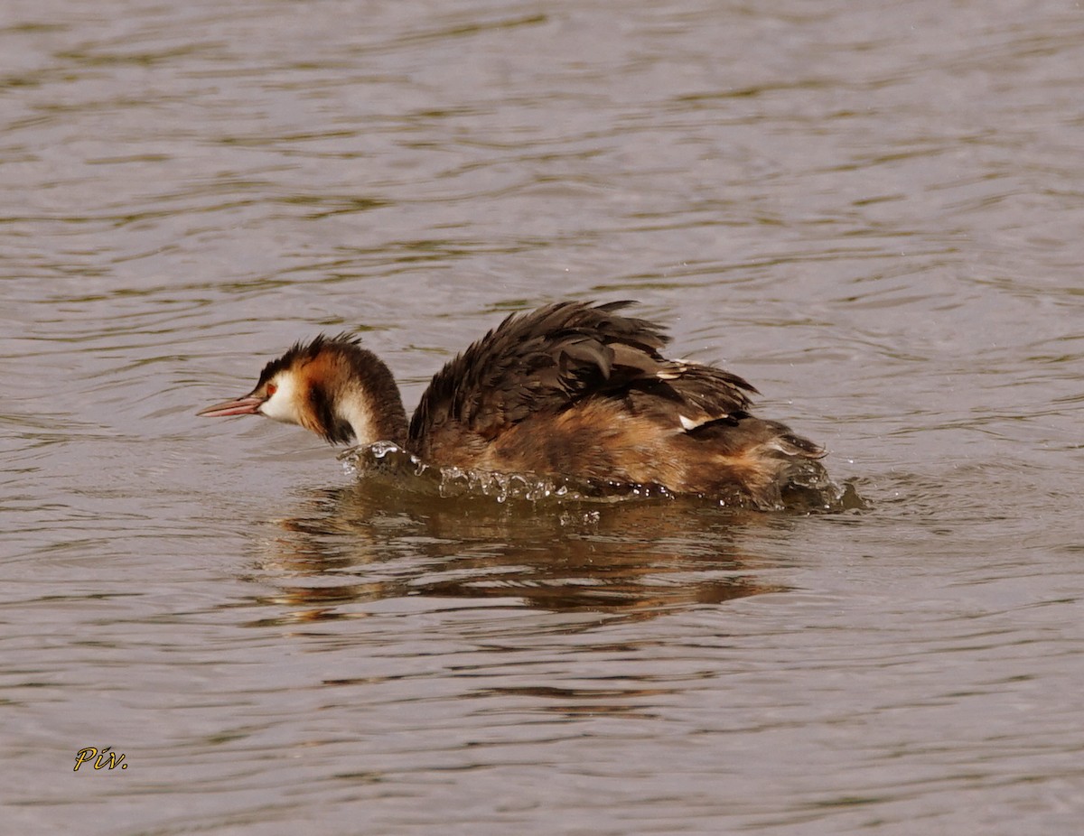 Great Crested Grebe - Ivan Provoost