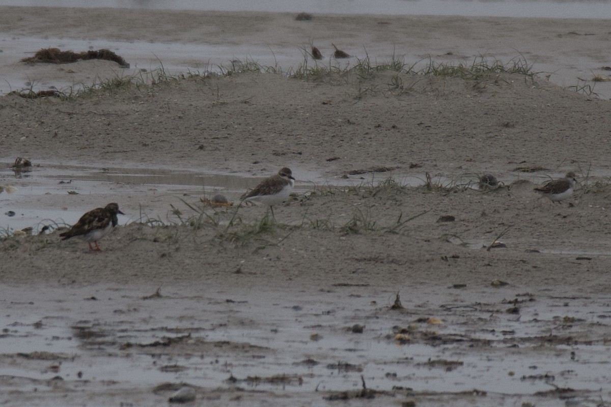 Greater Sand-Plover - ML271677181