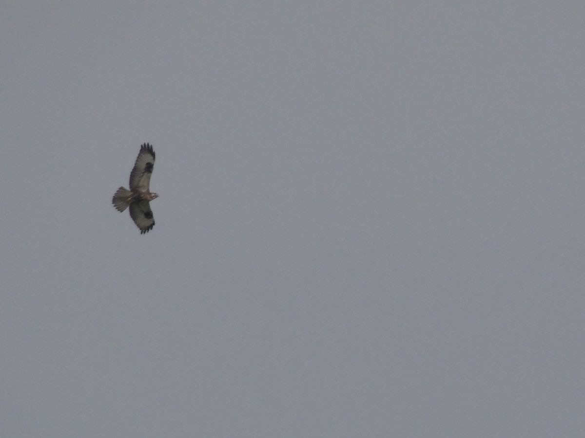 Long-legged Buzzard - ML271677201