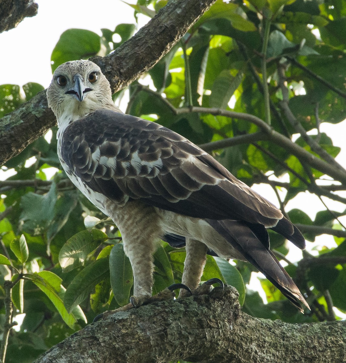 Changeable Hawk-Eagle (Changeable) - SWARUP SAHA
