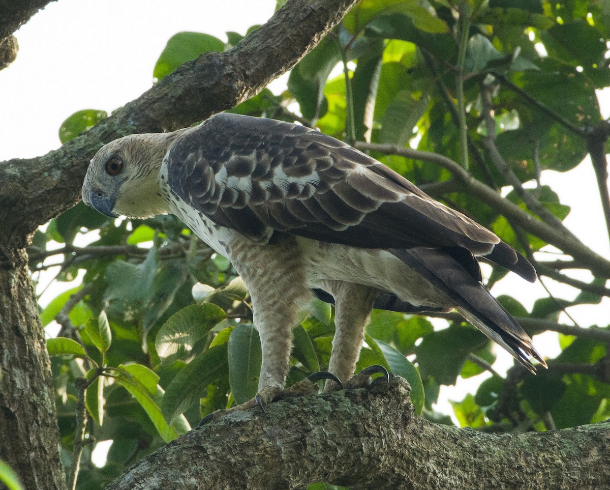 Changeable Hawk-Eagle (Changeable) - ML271677891