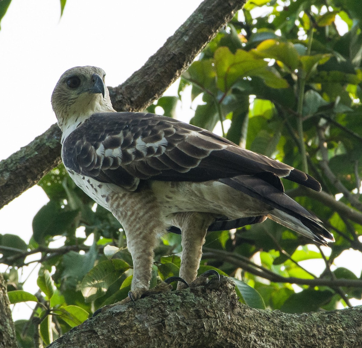 Changeable Hawk-Eagle (Changeable) - ML271677901