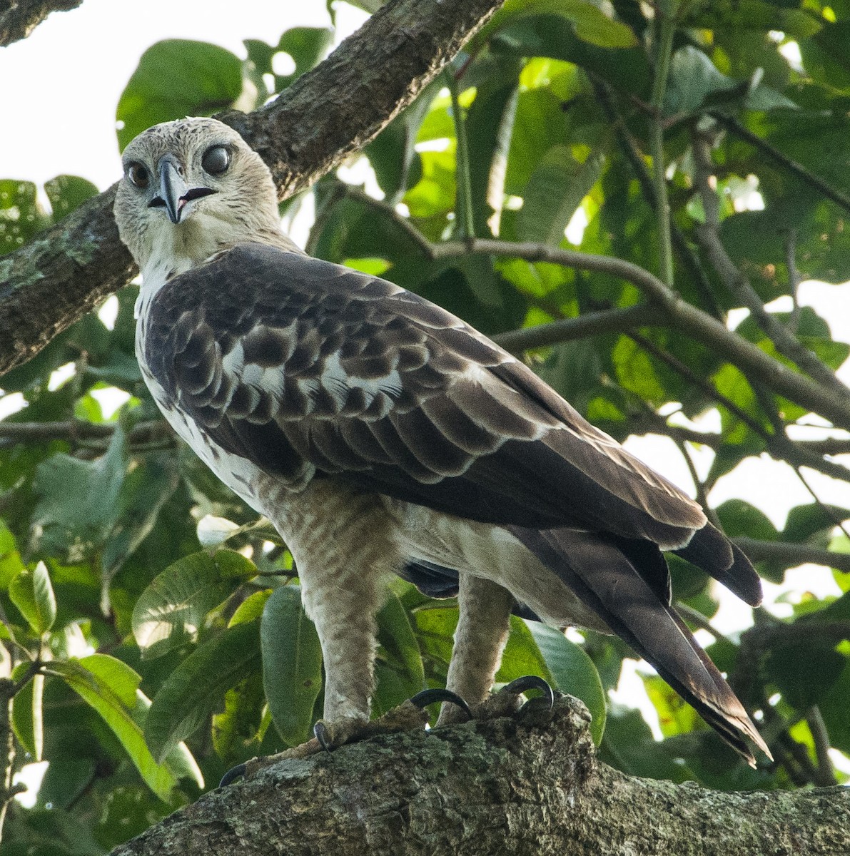 Changeable Hawk-Eagle (Changeable) - ML271677941