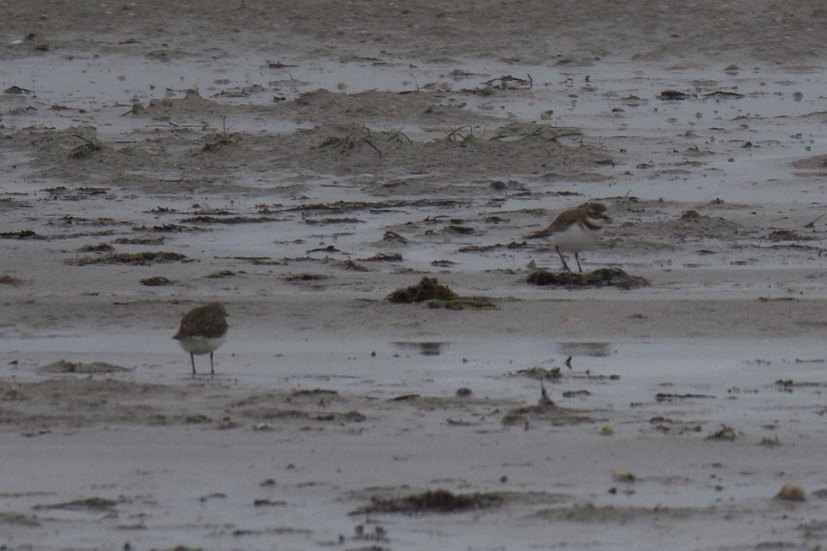 Double-banded Plover - ML271678191