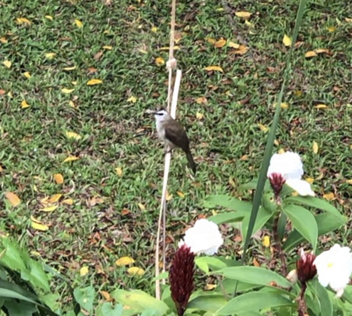 Yellow-vented Bulbul - ML271678261