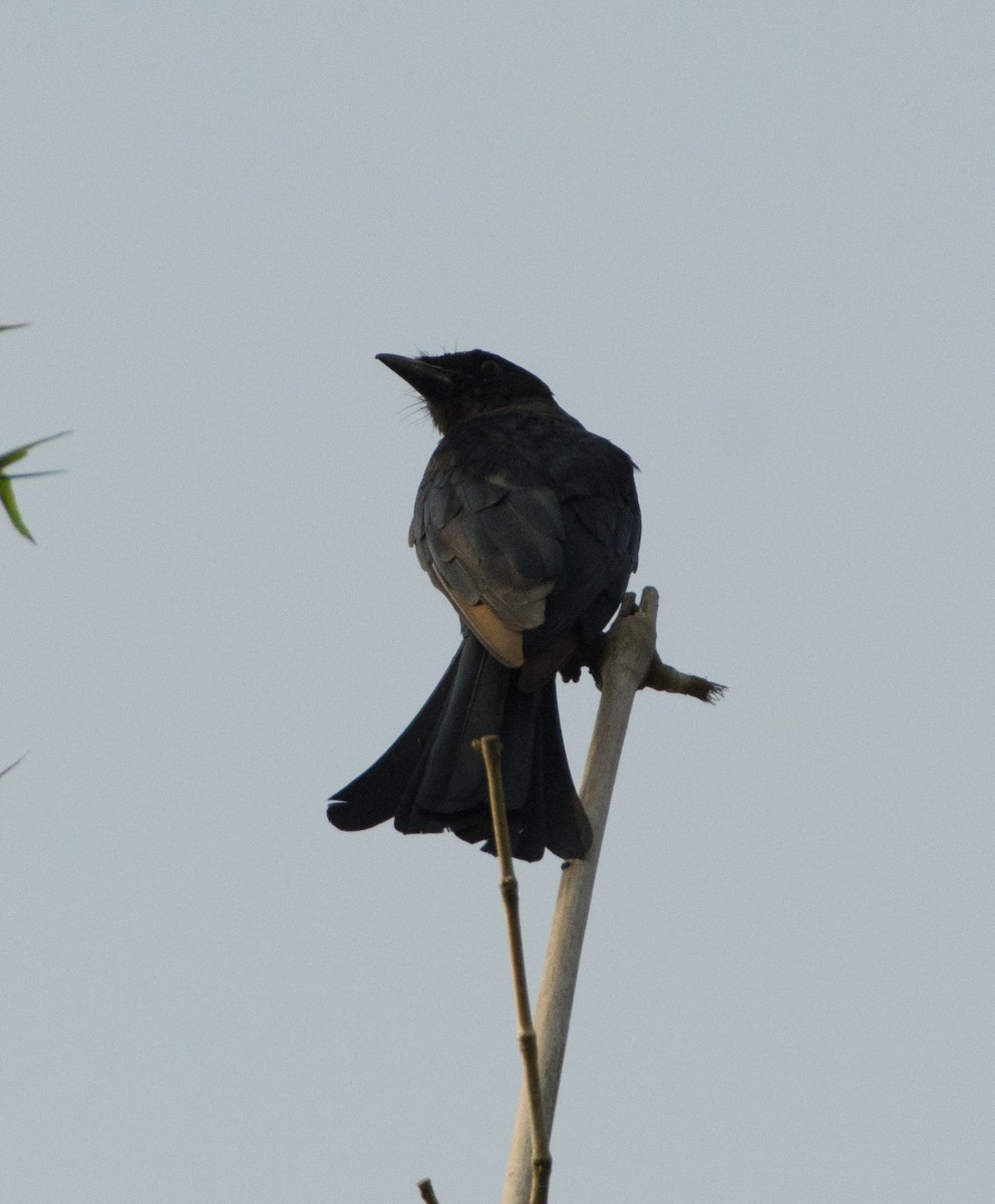 Black Drongo - ML271678411