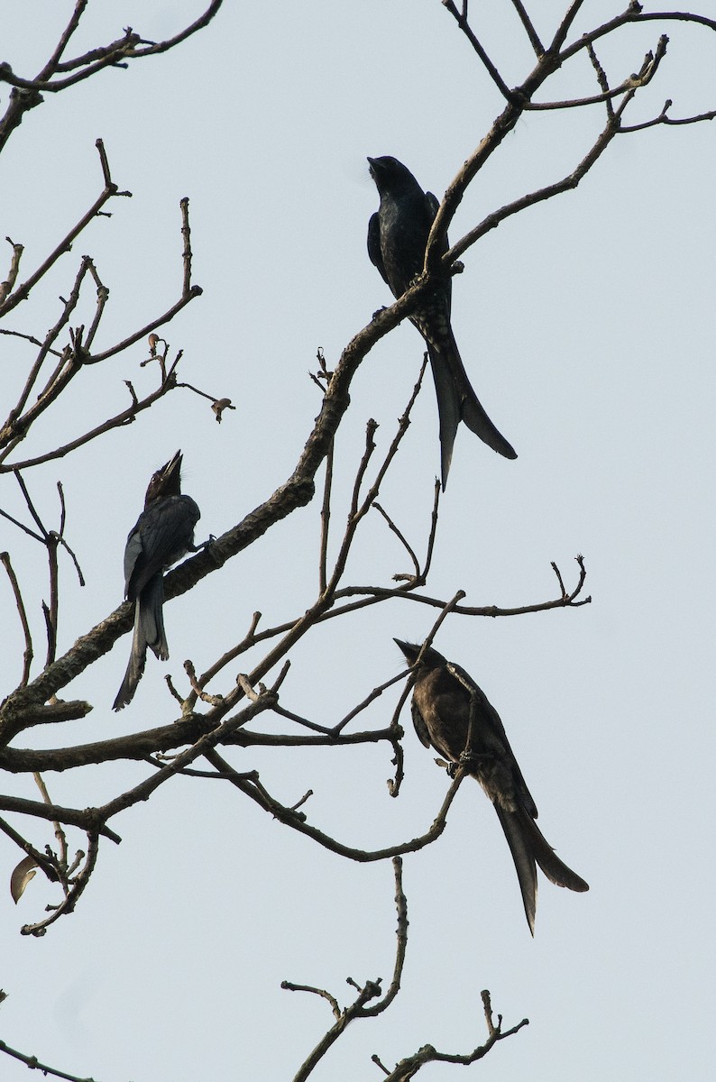 Black Drongo - ML271678421