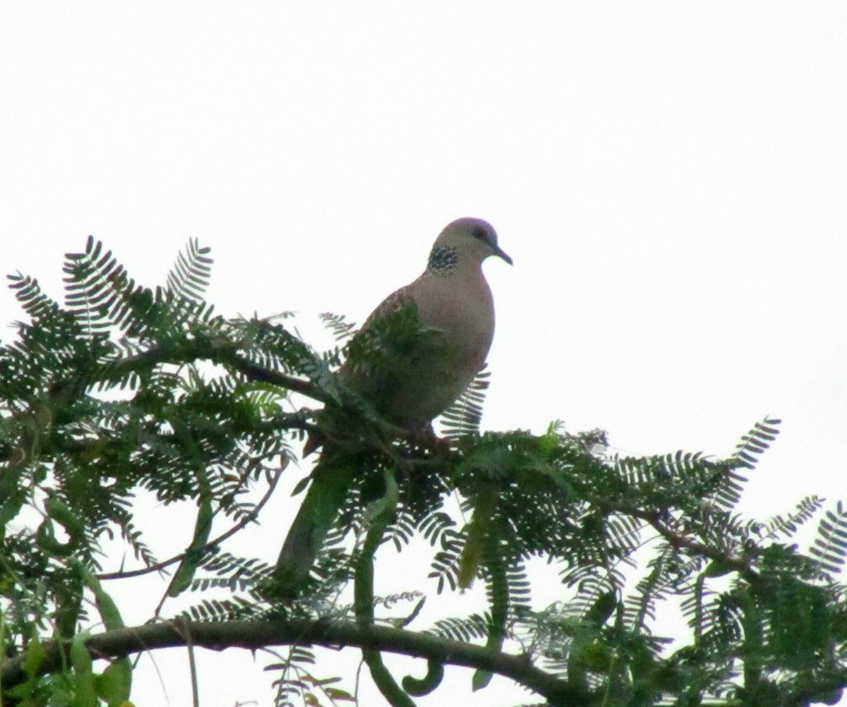 珠頸斑鳩 - ML271678641