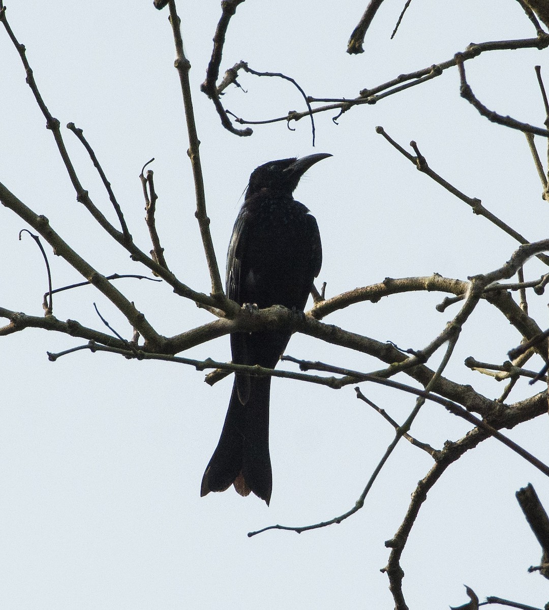 Drongo à crinière (hottentottus/brevirostris) - ML271678661