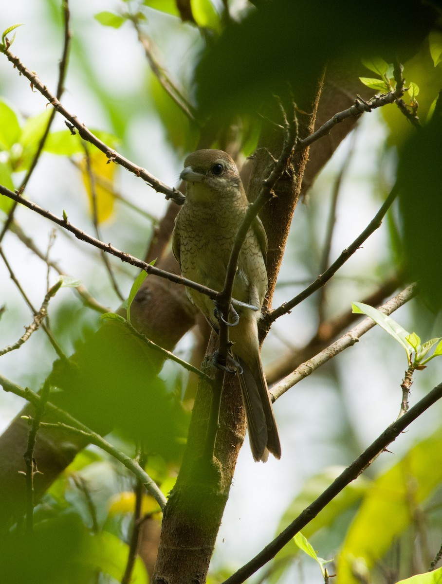 Brown Shrike (Brown) - SWARUP SAHA