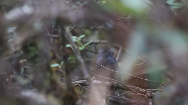 Lambayeque Tapaculo (undescribed form) - ML271680371