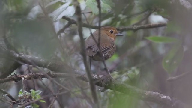 Cajamarca Antpitta - ML271680691