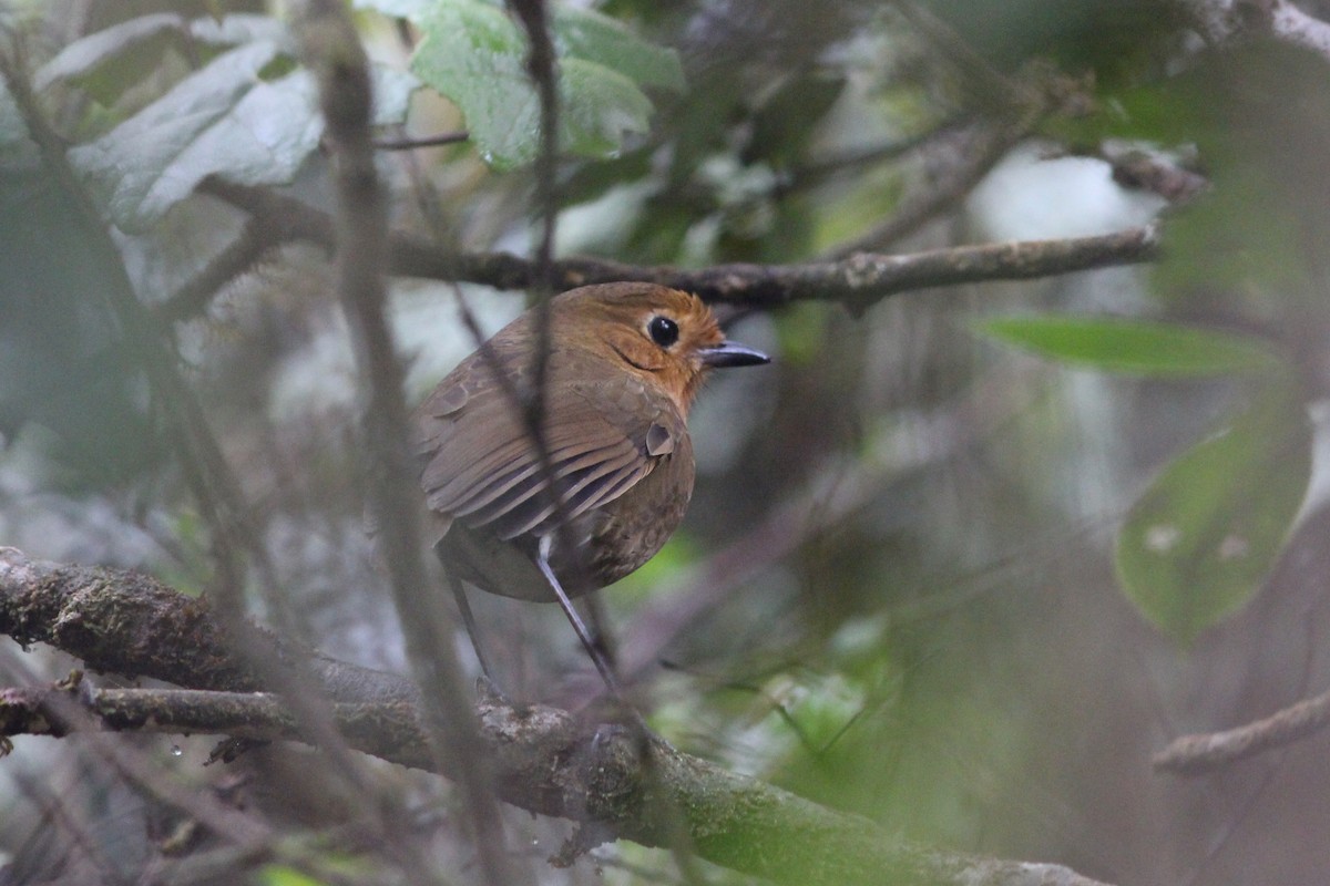 Cajamarca Antpitta - ML271680751