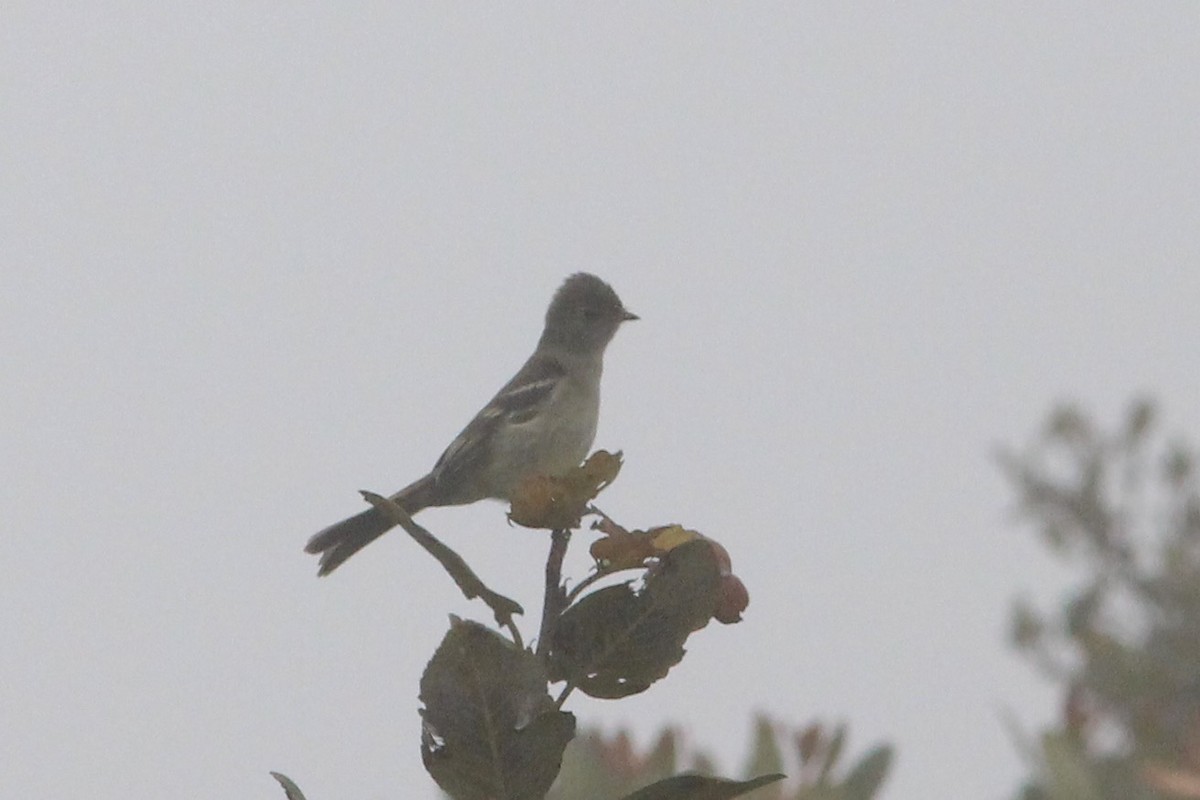 White-crested Elaenia - ML271680821