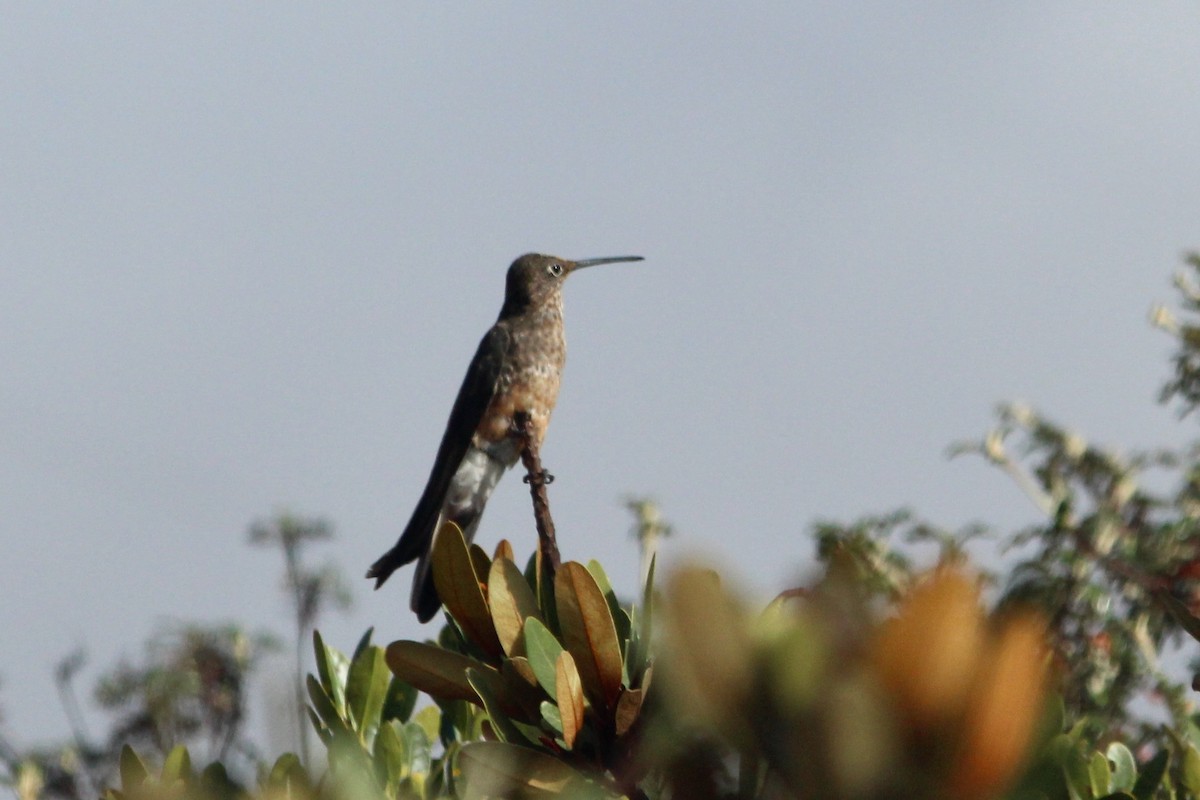 Giant Hummingbird - ML271680981