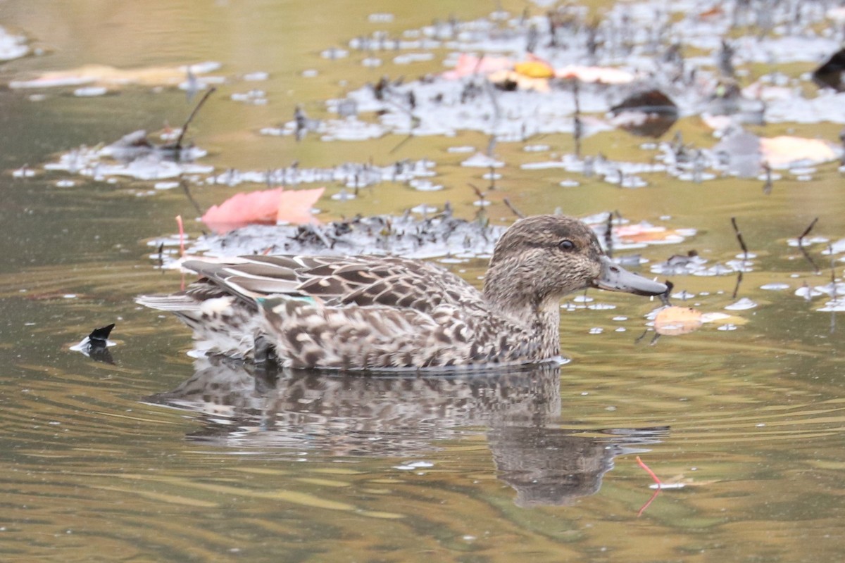 Green-winged Teal - ML271681031