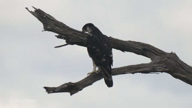 African Hawk-Eagle - ML271681621