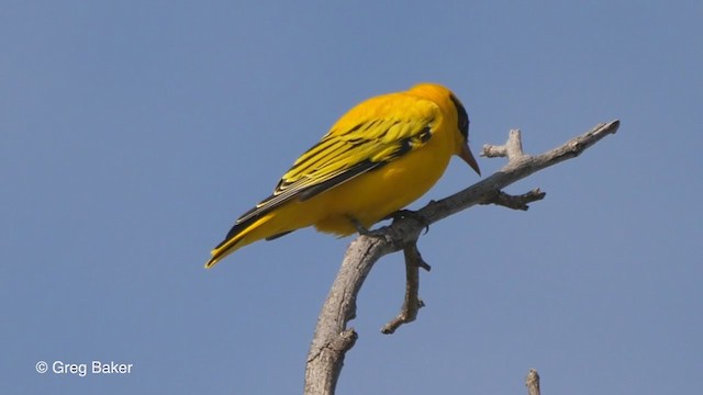 African Golden Oriole - ML271681691