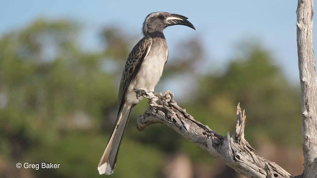 African Gray Hornbill - ML271681721