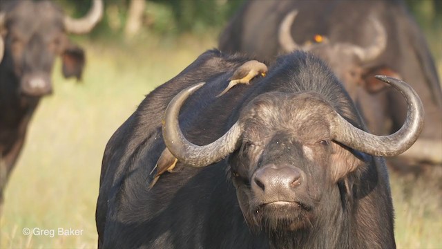 Yellow-billed Oxpecker - ML271681751