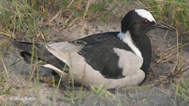 Blacksmith Lapwing - ML271681781